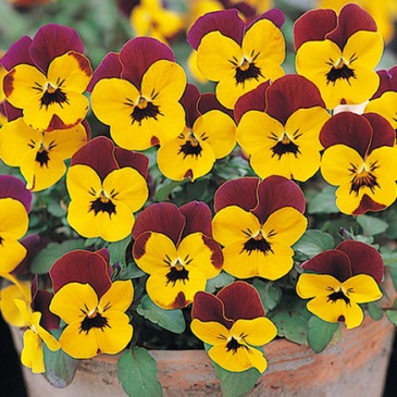 Виола рогатая (Viola cornuta)
