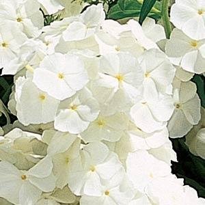 Флокс Друммонда (Phlox drummondii) Флокс Друммонда (Phlox drummondii)