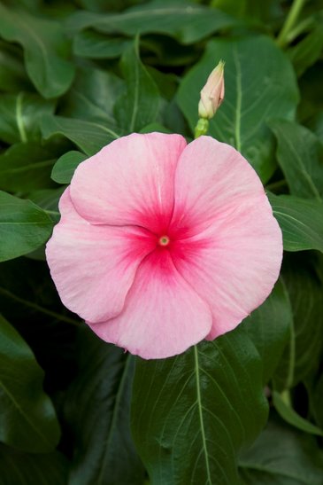 Катарантус розовый (Vinca rosea)