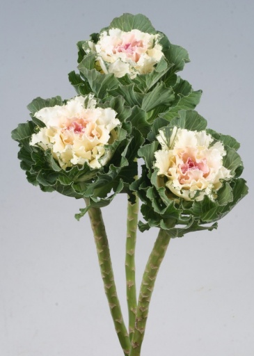 Декоративная капуста (Brassica oleracea)