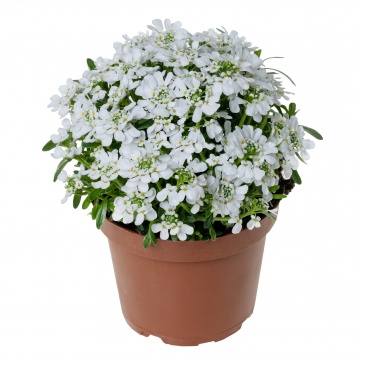 Иберис вечнозеленый (Iberis sempervirens)