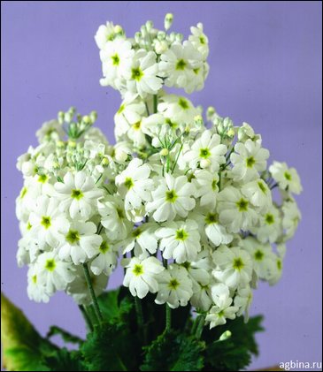 Примула нежная (Primula malacoides)