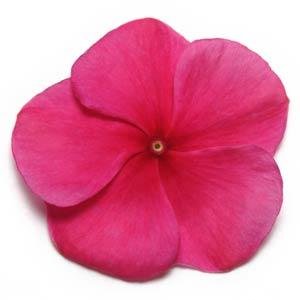 Катарантус розовый (Vinca rosea)
