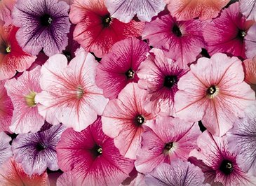 Петуния многоцветковая (Petunia multiflora)