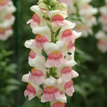 Львиный зев (Антирринум) большой (Antirrhinum majus)