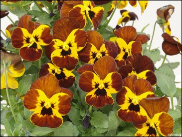 Виола гибридная (Viola wittrockiana x cornuta)