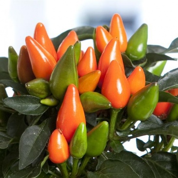 Перец летний (Capsicum annuum)
