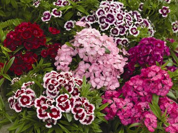 Гвоздика китайская х турецкая (Dianthus chinensis x barbatus)