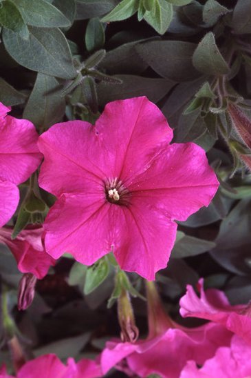 Петуния многоцветковая (Petunia multiflora)