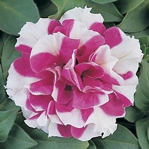 Петуния многоцветковая махровая (Petunia multiflora)