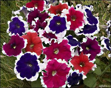 Петуния многоцветковая бахромчатая (Petunia multiflora)