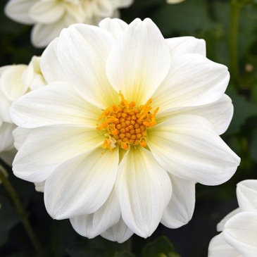 Георгина гибридная (Dahlia hybrida)