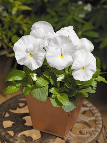 Виола Виттрока (Viola wittrockiana)