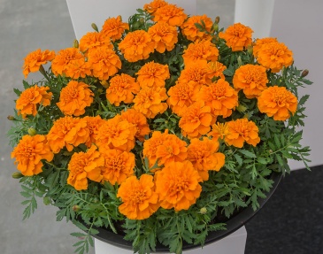 Бархатцы отклоненные (Tagetes patula)
