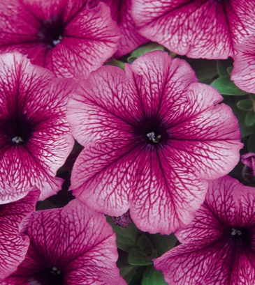 Петуния многоцветковая (Petunia multiflora)