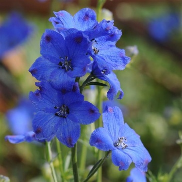 Дельфиниум китайский (Delphinium chinensis)