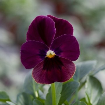 Виола рогатая (Viola cornuta)
