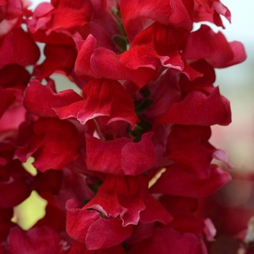 Львиный зев (Антирринум) большой (Antirrhinum majus)