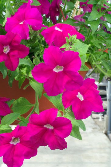 Петуния ампельная гибридная (Petunia х hybrida)