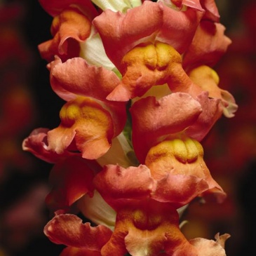 Львиный зев (Антирринум) большой (Antirrhinum majus)