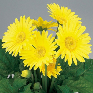 Гербера Джемсона (Gerbera jamesonii)