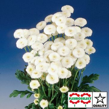 Пиретрум девичий (Tanacetum parthenium)