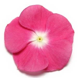 Катарантус розовый (Vinca rosea)