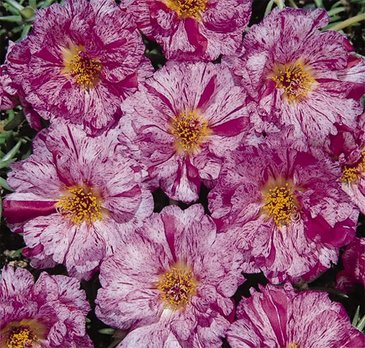 Портулак крупноцветковый (Portulaca grandiflora)