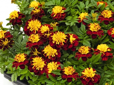 Бархатцы отклоненные (Tagetes patula)