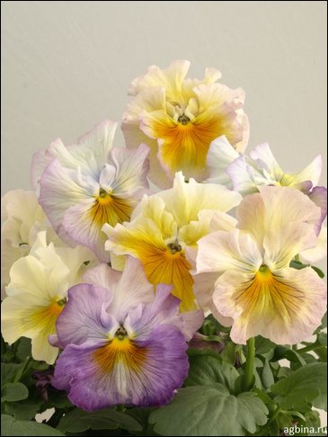 Виола Виттрока бахромчатая (Viola wittrockiana)