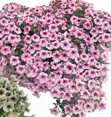 Петуния ампельная гибридная (Petunia x hybrida)