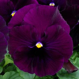 Виола виттрока (Viola wittrockiana)