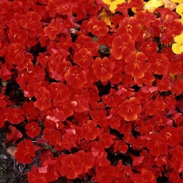 Губастик гибридный (Mimulus x hybrida)
