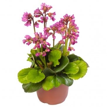 Бадан сердцелистный (Bergenia cordifolia)