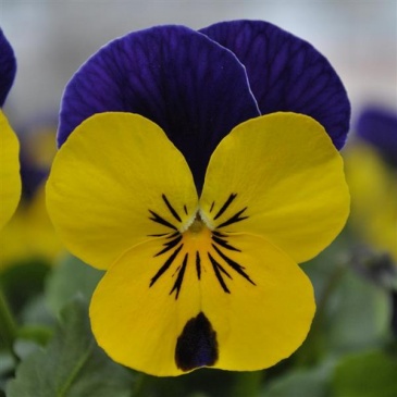 Виола рогатая (Viola cornuta)