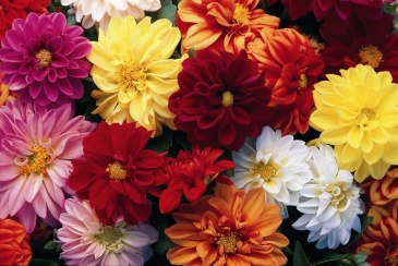 Георгина изменчивая (Dahlia variabilis)