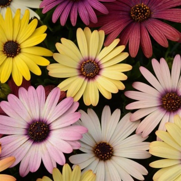 Остеоспермум Эклона (Osteospermum ecklonis)