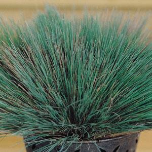 Булавоносец седой (Corynephorus canescens)