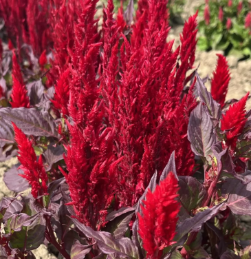 Целозия метельчатая (Celosia plumosa)