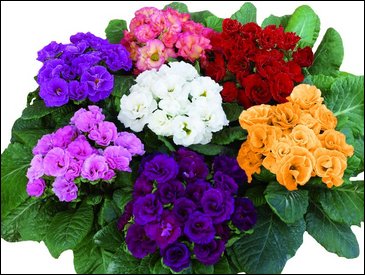 Примула бесстебельная (Primula acaulis)