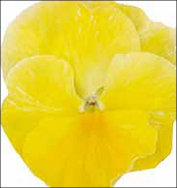 Виола Виттрока (Viola wittrockiana)