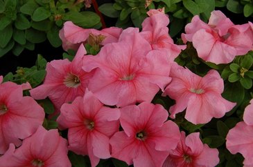 Петуния крупноцветковая (генетически компактная) (Petunia grandiflora)