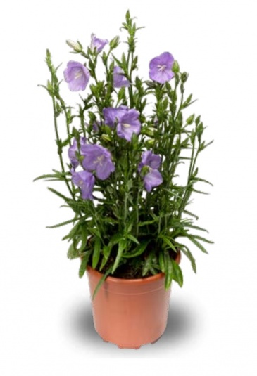 Колокольчик персиколистный (Campanula persicifolia)