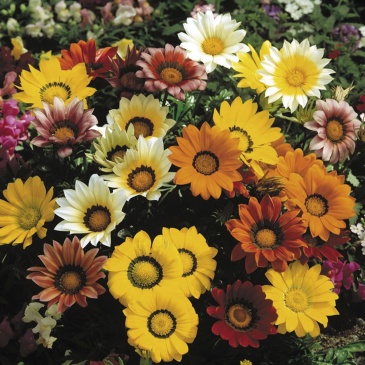 Гацания жестковатая (Gazania rigens)