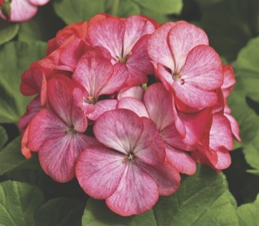 Герань (пеларгония садовая) (Pelargonium x hortorum)