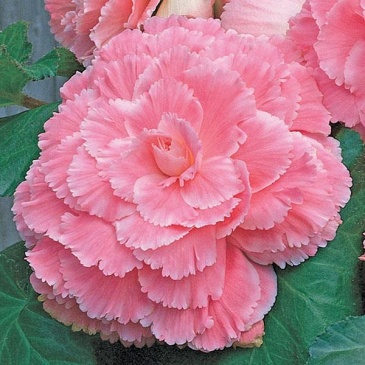 Бегония клубневая махровая (Begonia tuberhybrida)
