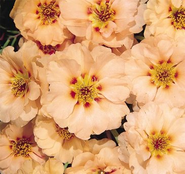 Портулак крупноцветковый (Portulaca grandiflora)