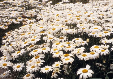 Нивяник большой (Leucanthemum maximum)