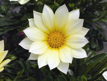 Гацания жестковатая (Gazania rigens)