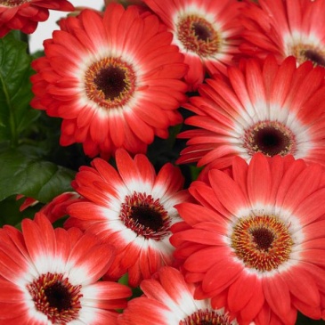 Гербера Джеймсона (Gerbera jemesonii)